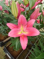 [5310 Tarrango No01.JPG]